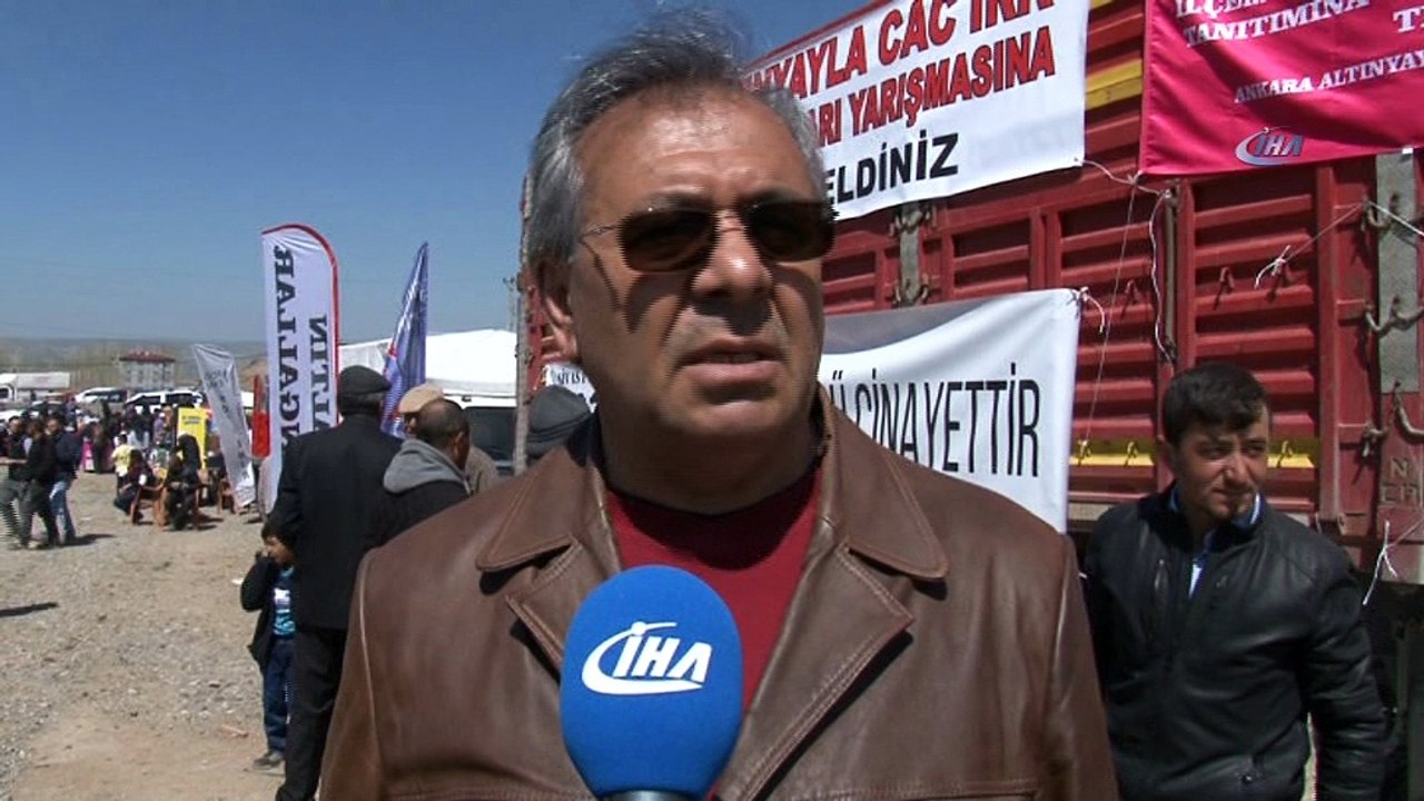 'Ulusal Irk Standartları Yarışması ve Kangal Çoban Köpeği Özel Irk Yarışması' yapıldı