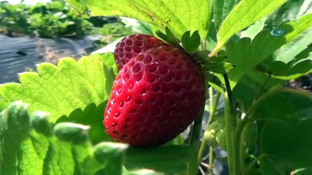 Çilek Üretimi Üreticinin Yüzünü Güldürüyor