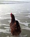 Une poule se baigne dans la mer