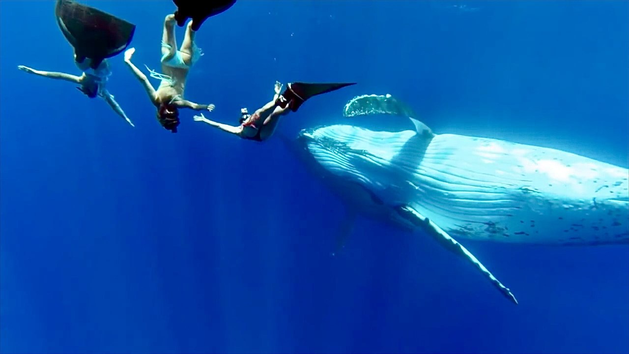 MAN AND BEAST Compilation - Part 37