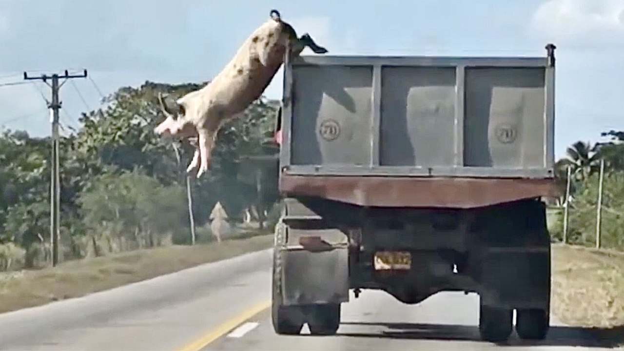 MAN AND BEAST Compilation - Part 42