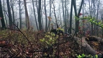 A Scary Bear Encounter Where A Human Survived