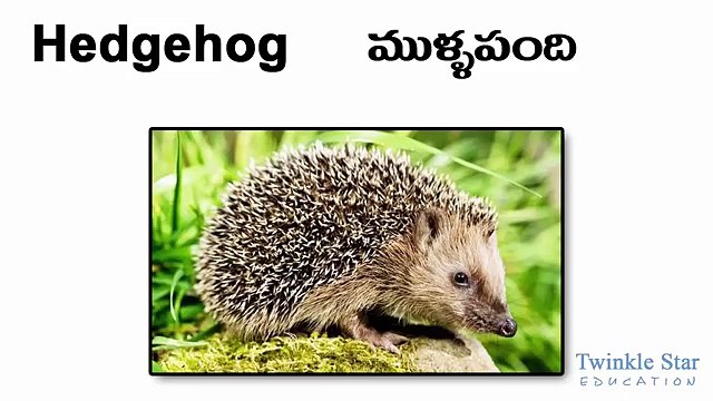 Animals Names English Telugu - Alphabet Animals - more than 90 animals -  Dailymotion Video