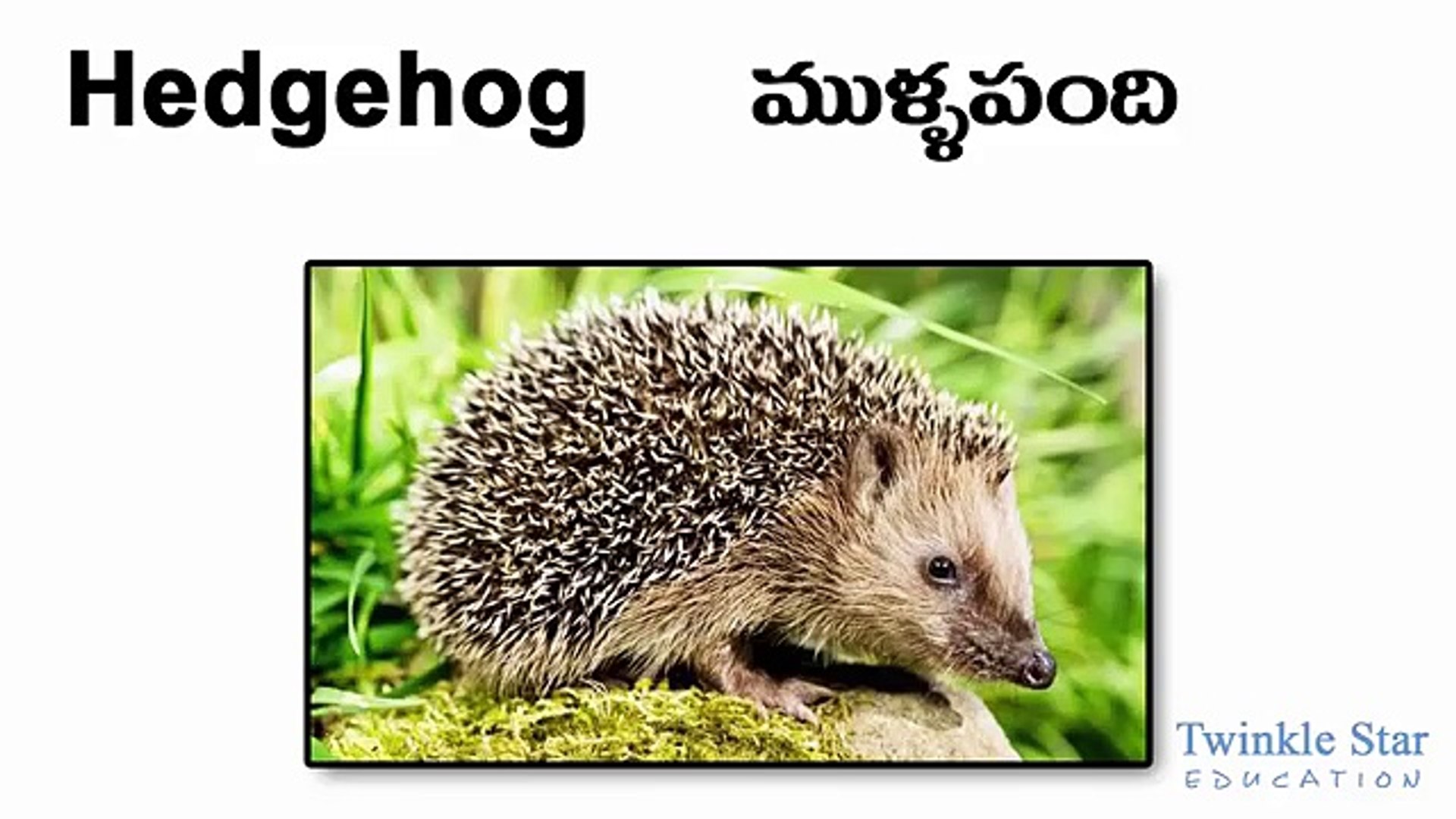 ⁣Animals Names English Telugu - Alphabet Animals - more than 90 animals