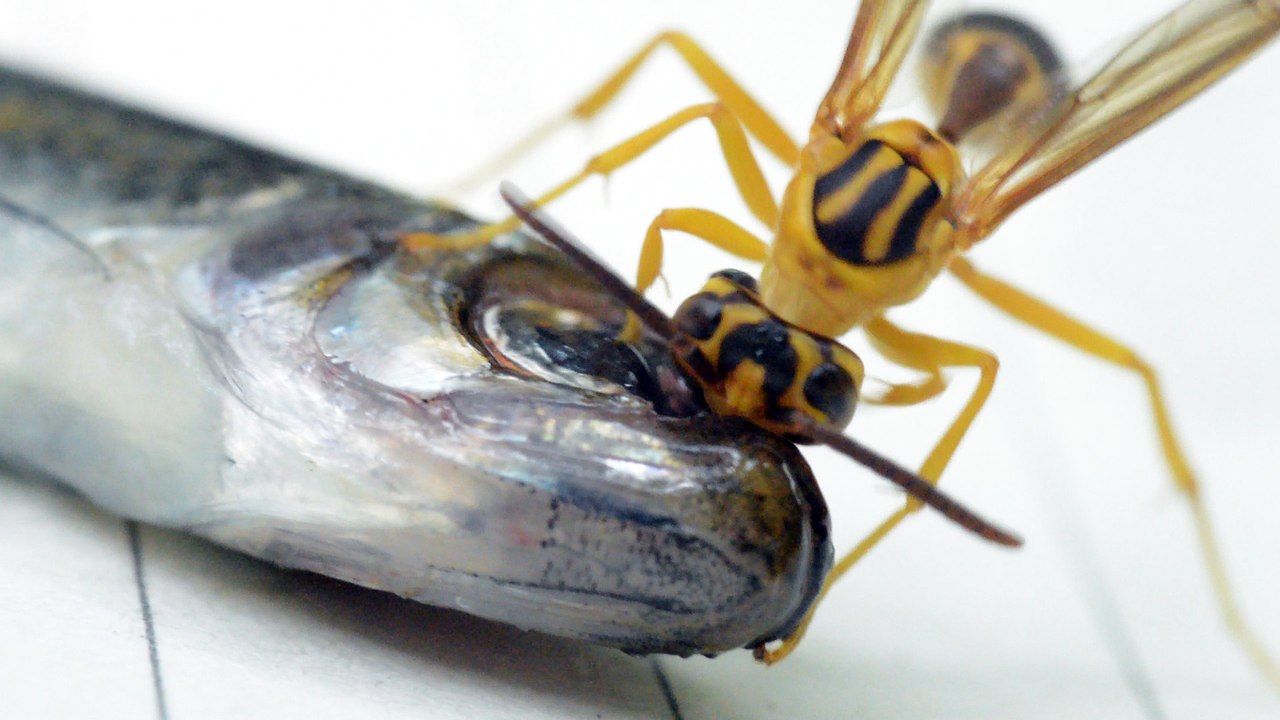 Wasp Feeds on Fish Eye