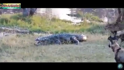 Wild Animal ATTACKING animal dangers animal attack videos 2017