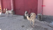 Sivas'ta Kangal Köpekleri Şampiyon Olmak İçin Yarıştı-Hd
