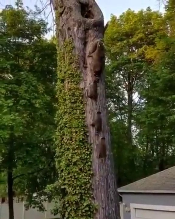 Une maman est ses bébés ratons laveurs en pleine séance d'escalade... Adorable