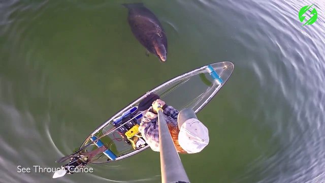 Ce pecheur filme des dizaines de lamantins... Images magnifiques