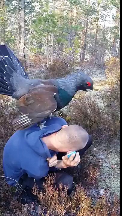 Cet homme se fait embrouiller par un pigeon géant! Très gros oiseau