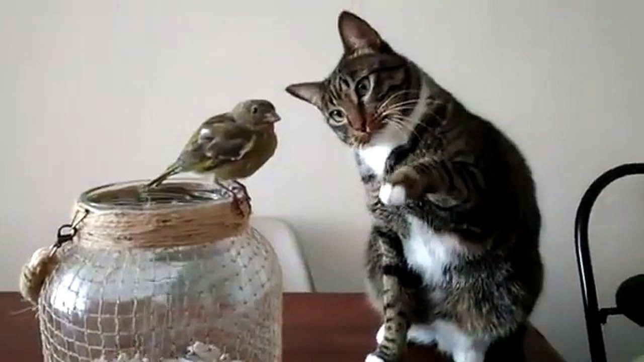 Ce chat adorable fait un petit calin à un oiseau