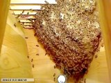 Un essaim d'abeille va se créer sous vos yeux : timelapse incroyable