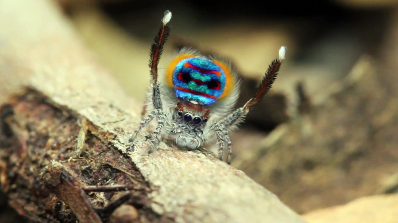 Cette araignée magnifique à un rituel incroyable - Peacock Spider ou Maratus speciosus