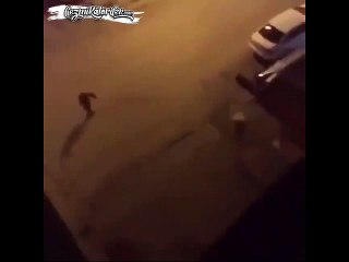 Adanalı Tarafından Tüm Hakaretlere ve Kışkırtmalara Rağmen “Sarhoşun Mektubu Okunmaz” Deyip Adama Bulaşmayan Köpek (Küfür İçerir)