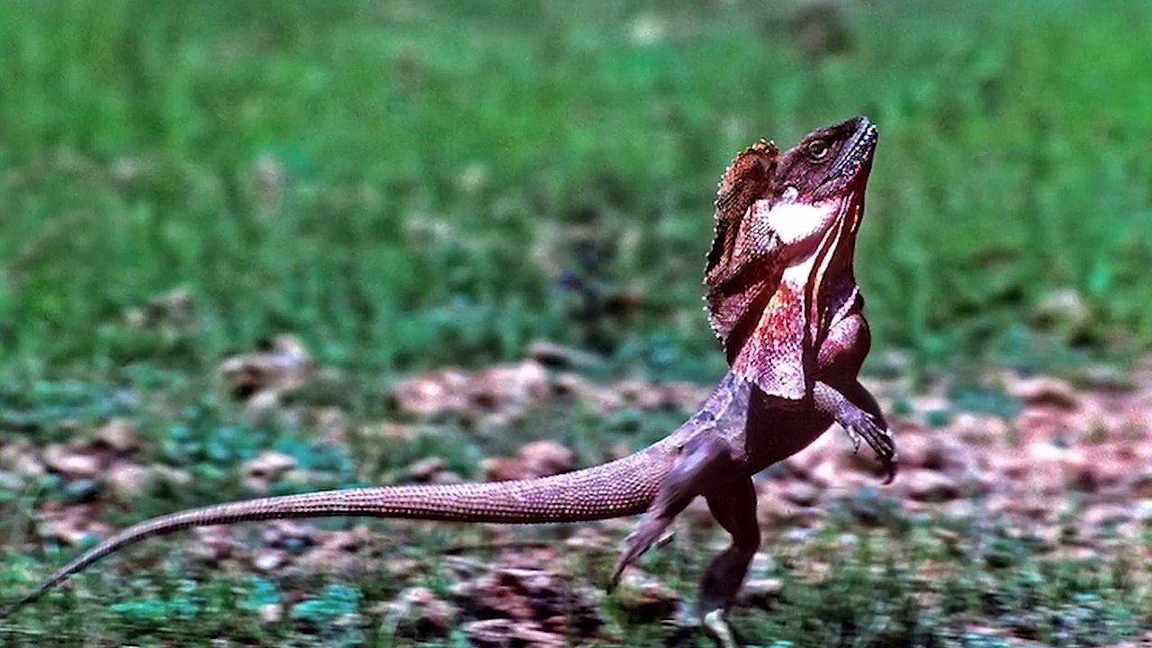 10 ANIMAUX QUI ONT ÉTÉ CRÉÉS PAR LE DIABLE | Lama Faché