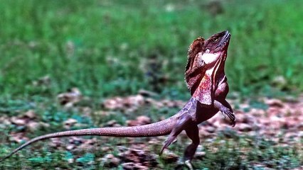 10 ANIMAUX QUI ONT ÉTÉ CRÉÉS PAR LE DIABLE | Lama Faché