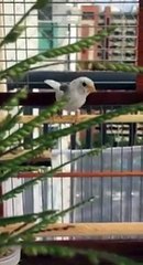 Coleiro Mutação Branco