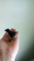 Coleiro Filhote comendo na mão