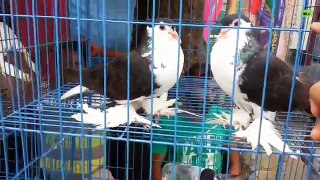 Pigeons Price - in Bird Market || Part - 2||