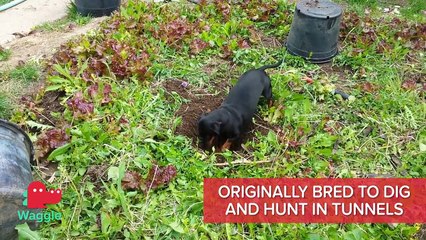 BREED BREAKDOWN: DACHSHUND aka The Weiner Dog