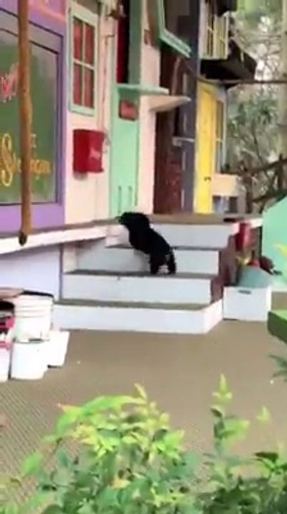 This animal is the most clever of all.
