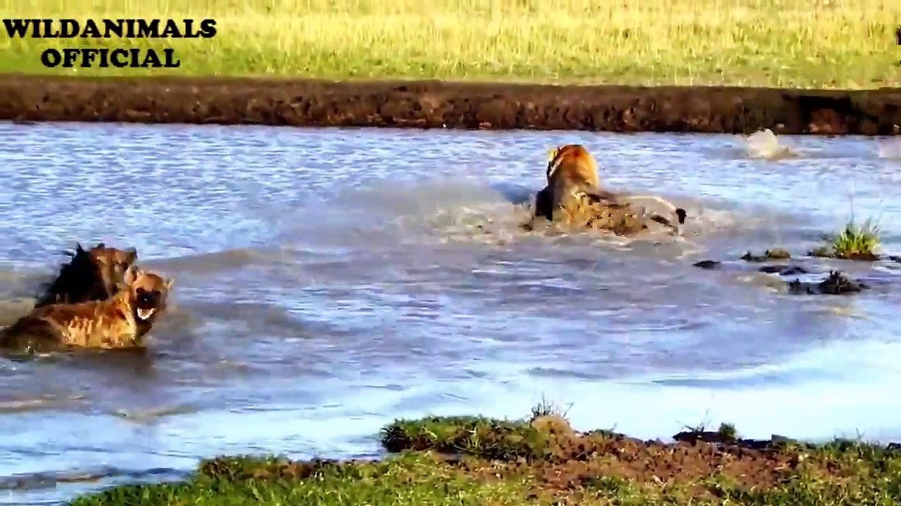 15 Hyena vs LION Hyena attack lion with a brutal Whether a lion can survive 1