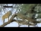 Hyena Kills and Eats Lion