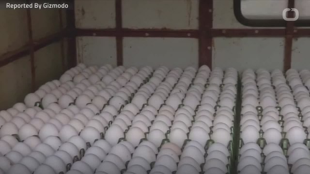 Over 200 Million Eggs Recalled Over Salmonella Scare