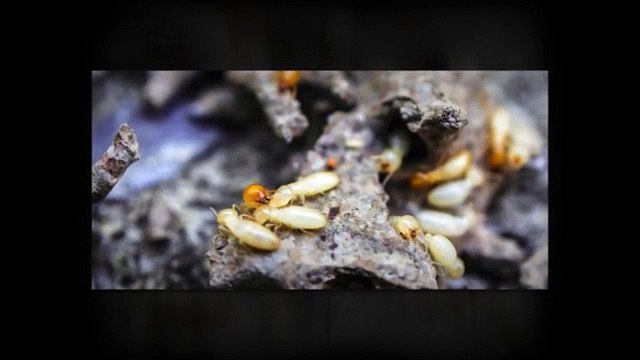 Choose Our Commercial Pest Control Services