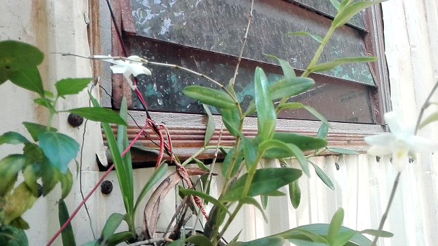 A nice small flowers garden at my sweet cottage