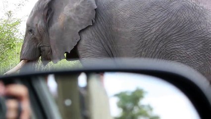 Baby Elephant struggling with this long thing on his face. Cuteness overload