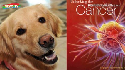 “Mèo đến nhà thì khó, chó đến nhà thì sang”, vì sao?