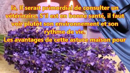 Astuce anti-pipi de chat dans la maison