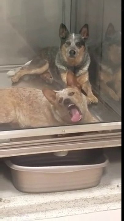 Léchouilles d'un chien sur cette vitre... amoureusement !