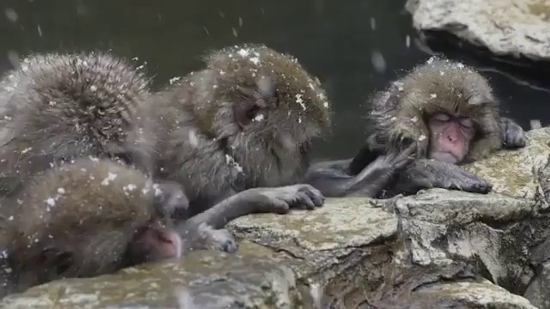 Massage D Un Bebe Singe La Detente Video Dailymotion