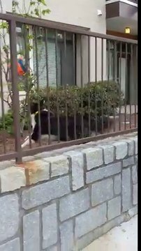 Ce chien ramène ce que les passants lui envoient !