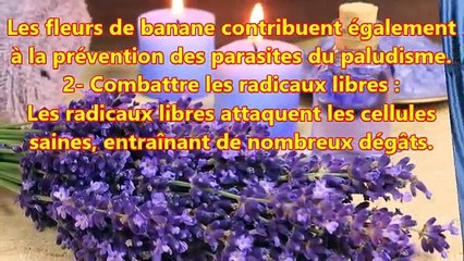 Les bienfaits santé de la fleur de banane
