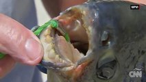 ¡CUIDADO hombres! Encuentran pez con 'come-testículos' en EE.UU.