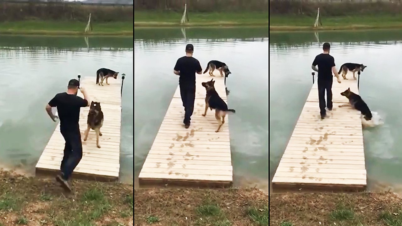 Un chien glisse d'un ponton