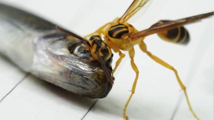 Une guêpe déguste l’œil d'un poisson