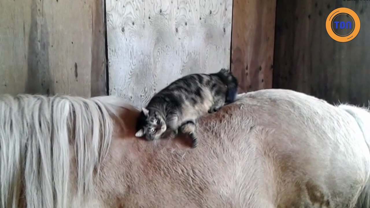 chat dort sur le dos d'un cheval
