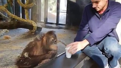 Sihirbazlık gösterisine kimse bu orangutan kadar gülmedi