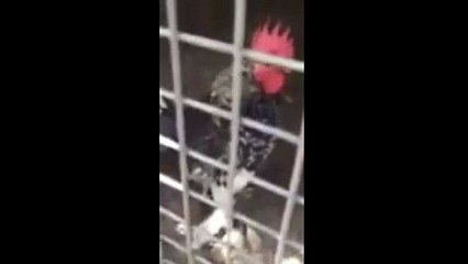 'Ekmeleddin' diye öten horoz sosyal medyayı salladı