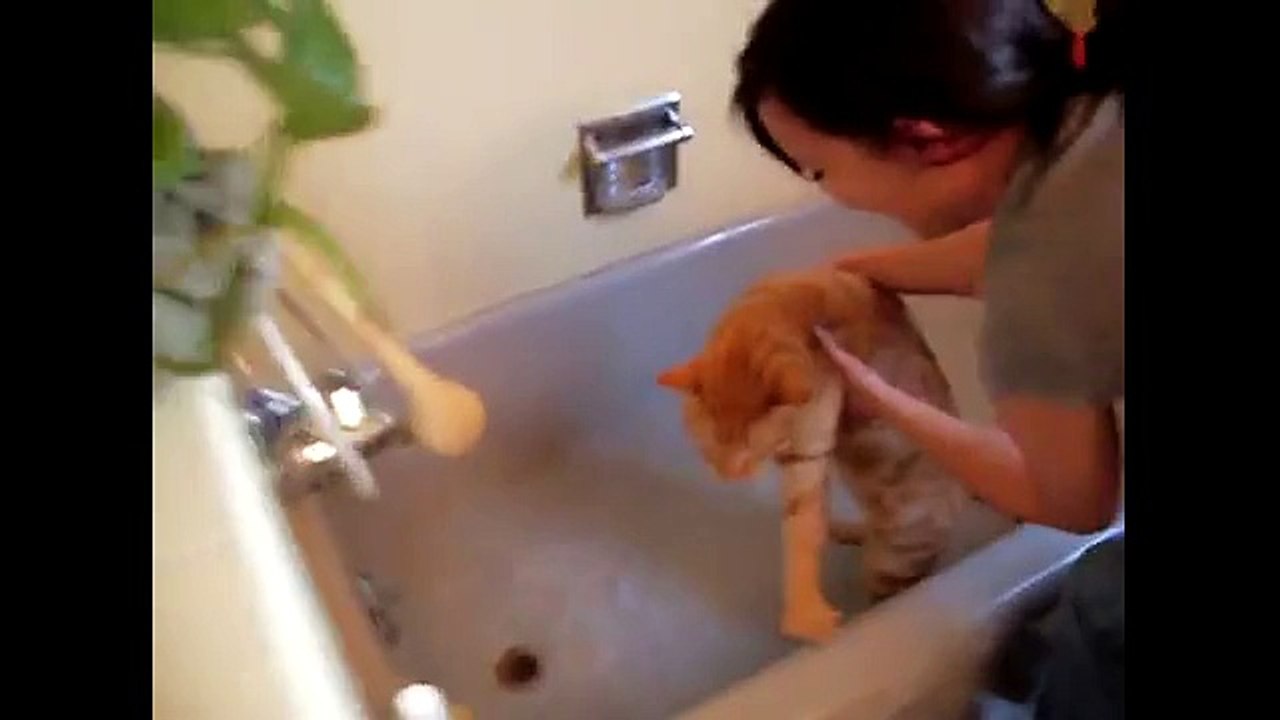 Kedi yıkamak eziyet mi?