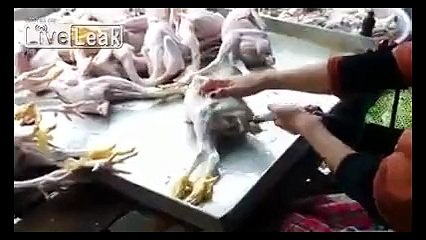 Şişirilmiş piliçler dünyayı şoke etti