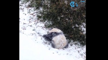 İlk kez kar gören panda Bao Bao...