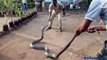 Indian King Cobra Caught On Village Side Caught  and Send King Cobra to Jungle  - Viral In India