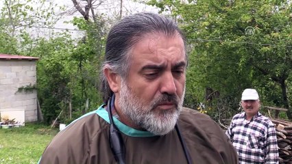 Veterinerler buzağılar için seferber oldu - ORDU