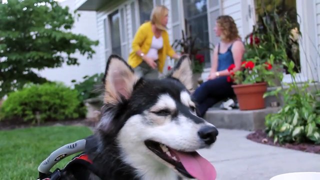 3D yazıcı ile protez bacak yapılan köpek artık koşuyor