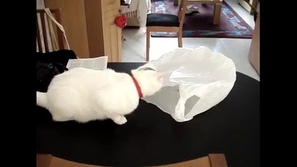 Kediler neden plastik poşetlerle oynamamalı?